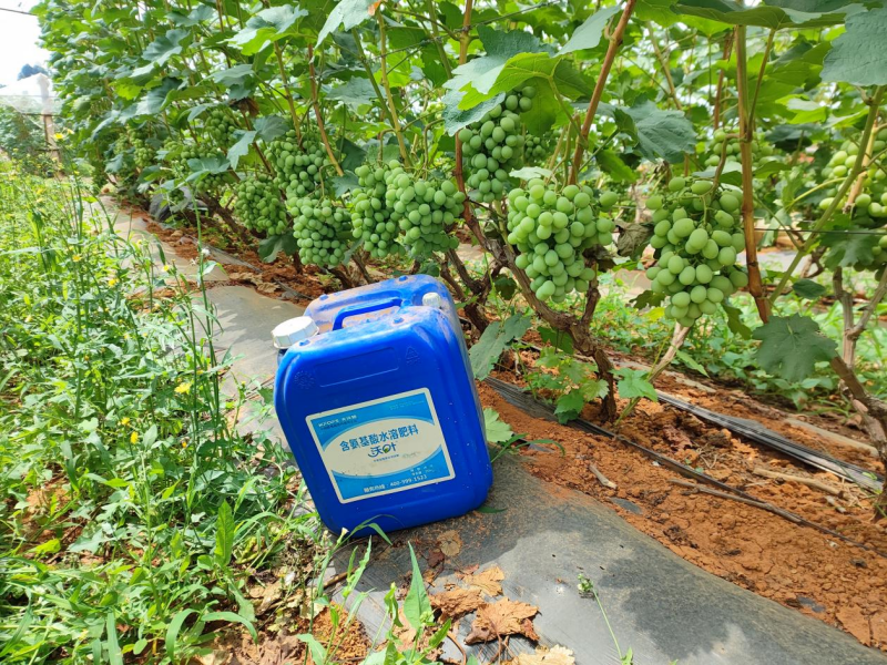 葡萄采收后施什么肥好—紅提用沃葉水溶肥效果.png