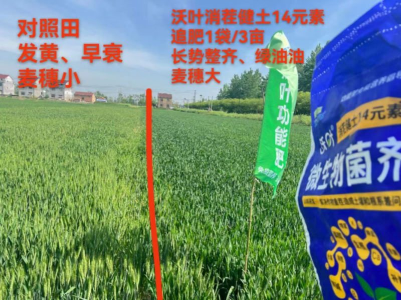 微生物菌劑-小麥用沃葉消茬健土14元素和未用的效果對比.png