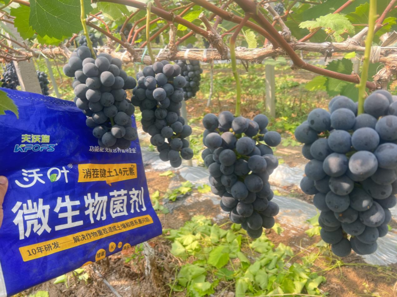 果樹秋施肥-葡萄用沃葉消茬健土14元素效果.png